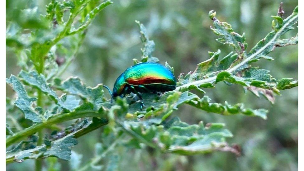 tansy-beetle