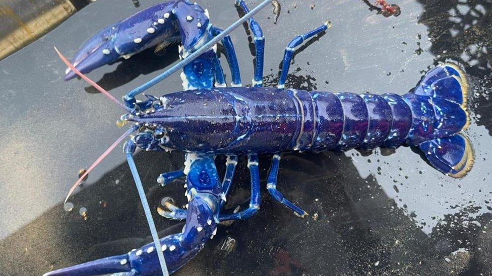 Blue lobster