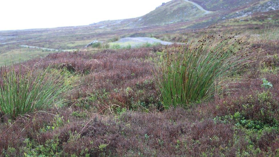 Moorland heather