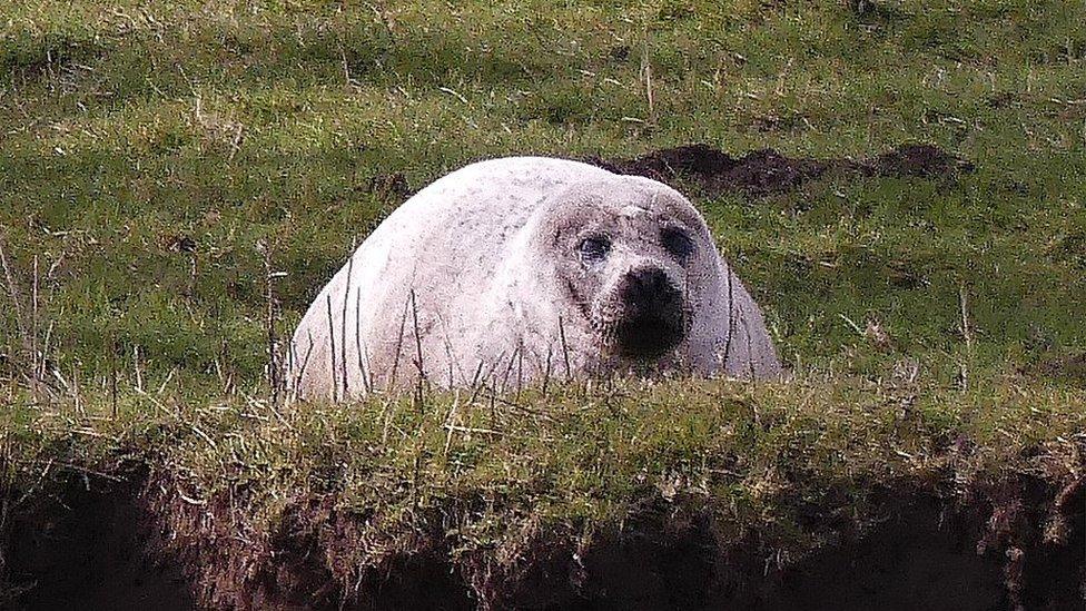 Seal in a field