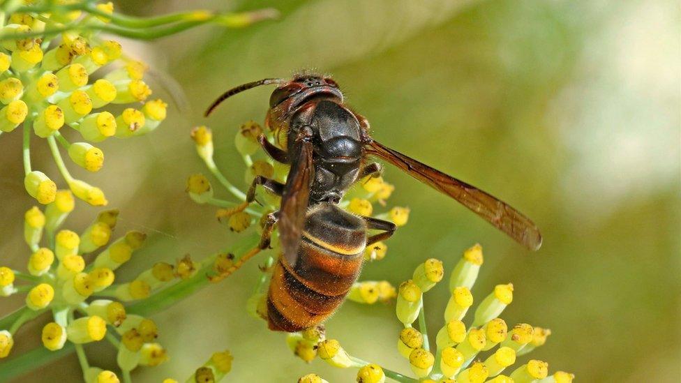 The Asian Hornet in Jersey