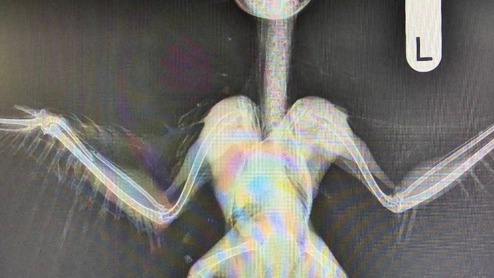 X-ray showing chest and both wings of the owl - on the left side a fracture is seen