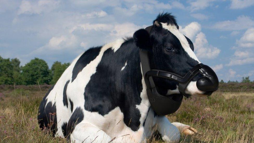 mask-for-cows.