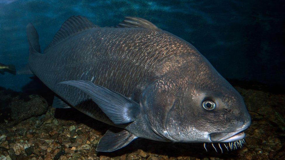 black drum fish