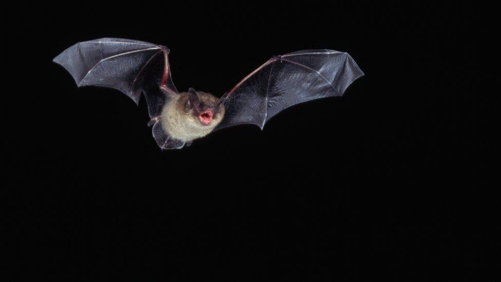 bat