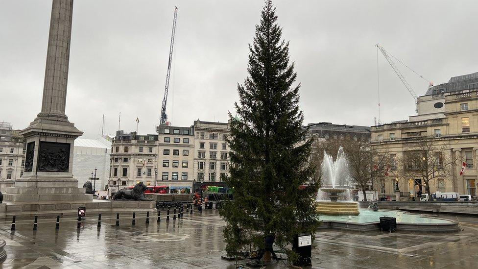 Christmas tree in Trafalgar Square