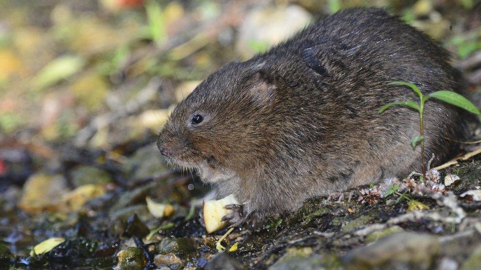 Water vole