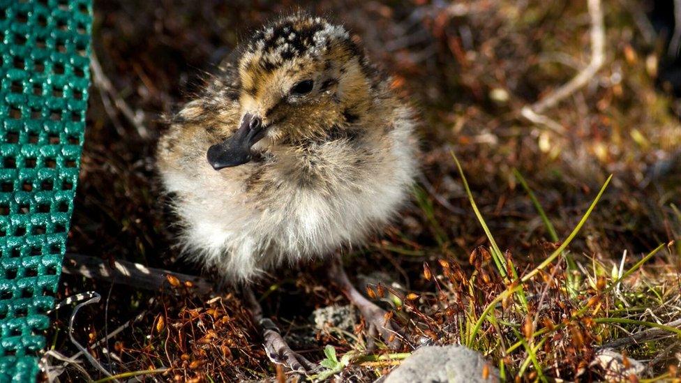 Spoon-billed sandpiper chick (c) WWT