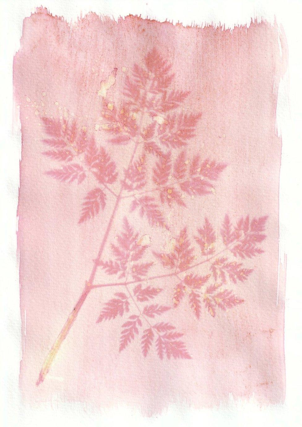 An anthotype print of a pink piece of foliage