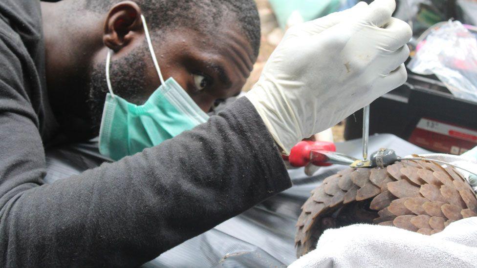 A side on view of Charles Emogor, wearing a surgical mask. His surgical gloved right hand is raised above the back of a pangolin. He is screwing a tracking device to the scales of the mammal