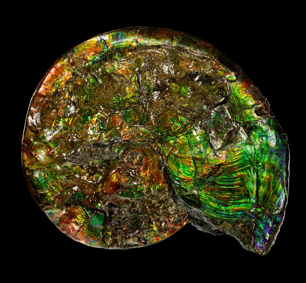 Ammonite