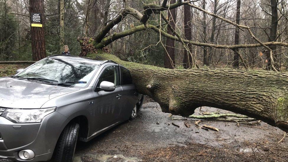 The tree fell during Storm Dennis