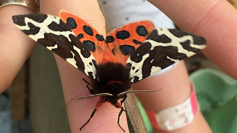 Garden tiger moth