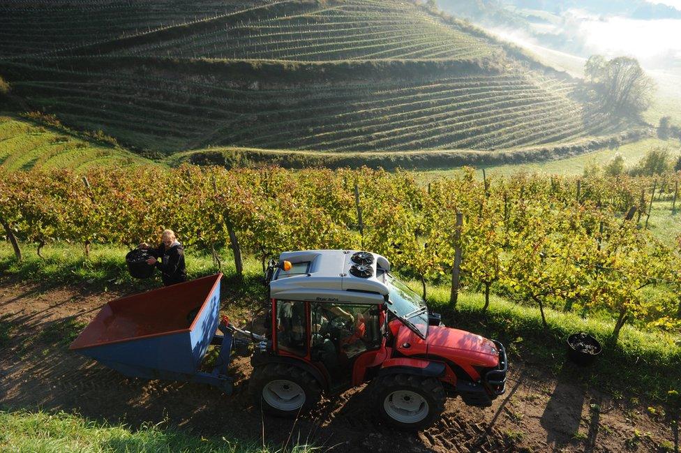 A man unloads a bucket full of grapes into a truck as grapes are harvested at the vineyard of wine maker Olivier Martin in Irouleguy on 28 September 2015