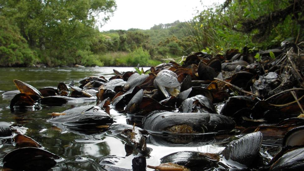 Dead pearl mussels on the River Kerry near Badachro Bridge