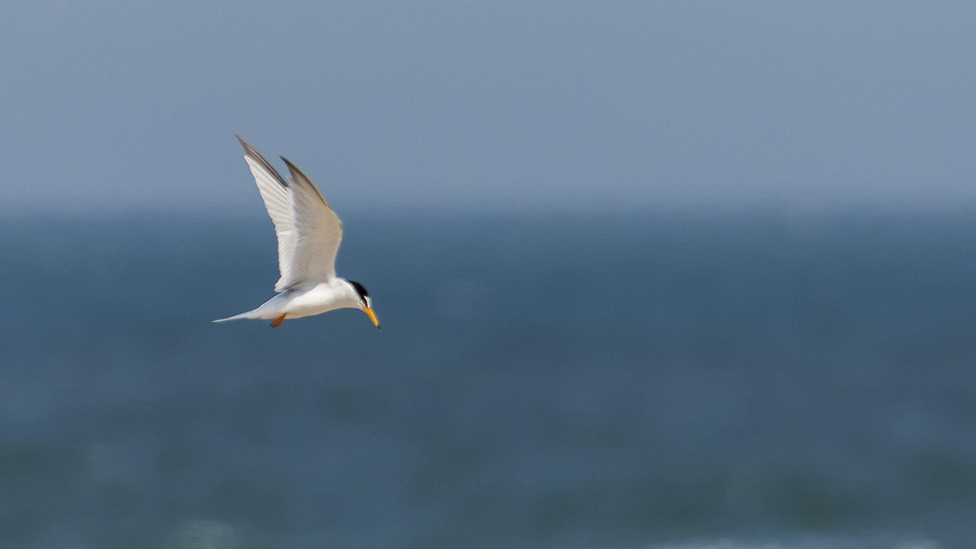 A tern seabird