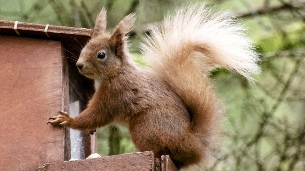 A red squirrel on a feeder box