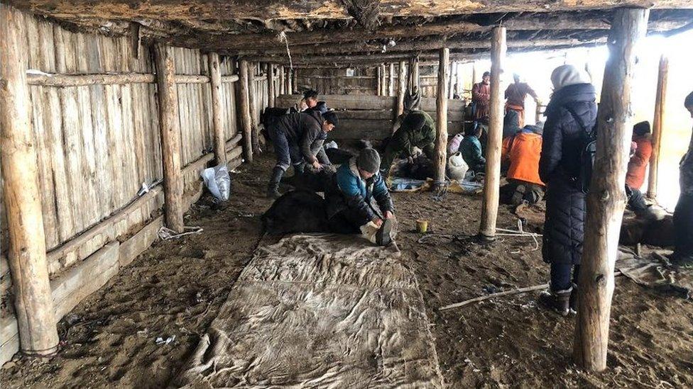 Cashmere processing in shed