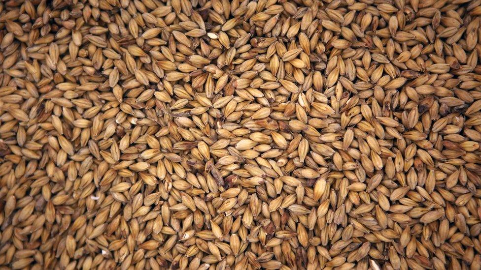 Malted barley are seen at Heidenpeters brewery on November 12, 2013 in Berlin