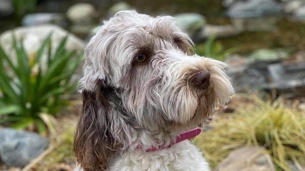 Cockapoo stolen in Suffolk