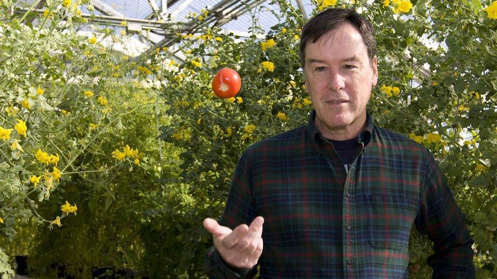 Professor Harry Klee, of the University of Florida's Horticultural Sciences Department