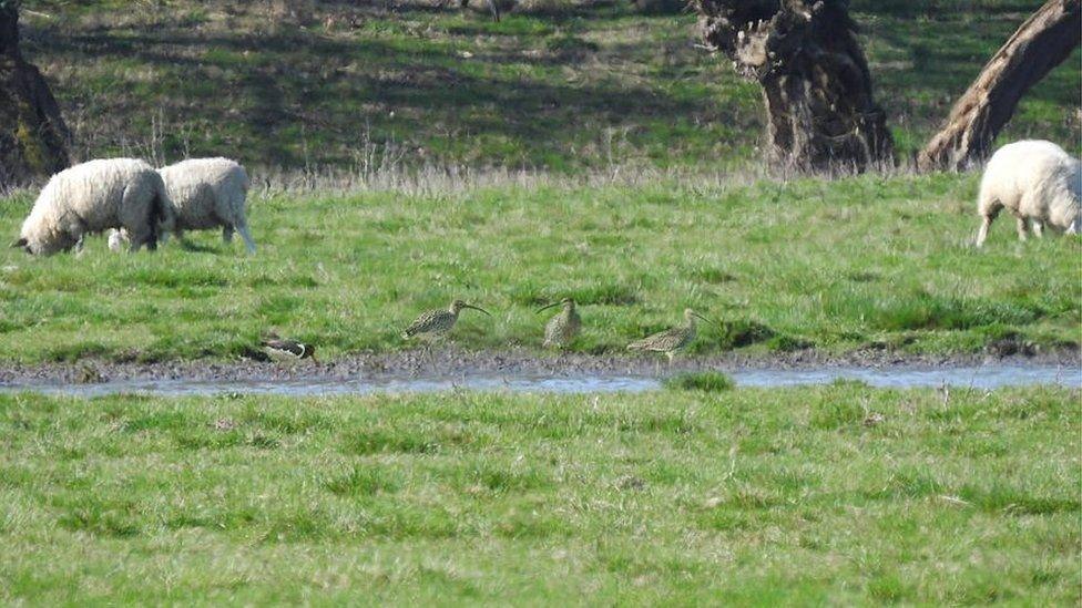 Curlews in a field.