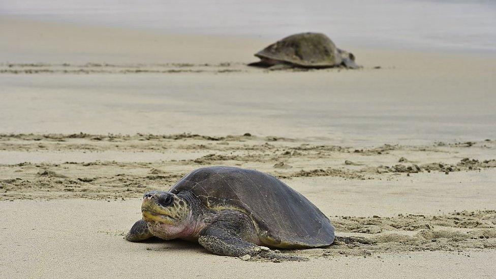 A Golfina sea turtle (Lepidochelys olivacea) arrives to spawn at dawn at Morro Ayuta Beach, state of Oaxaca, Mexico on September 11, 2015.