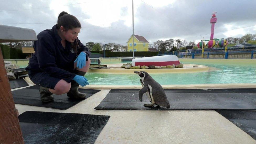 Penguin keeper Kathryn Lyon and Frank