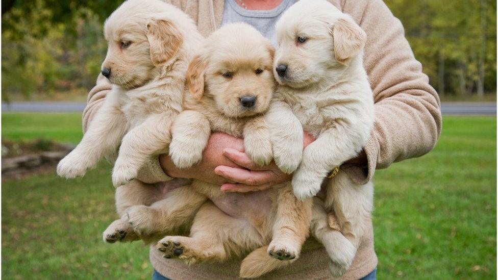 Three puppies in a person's arm