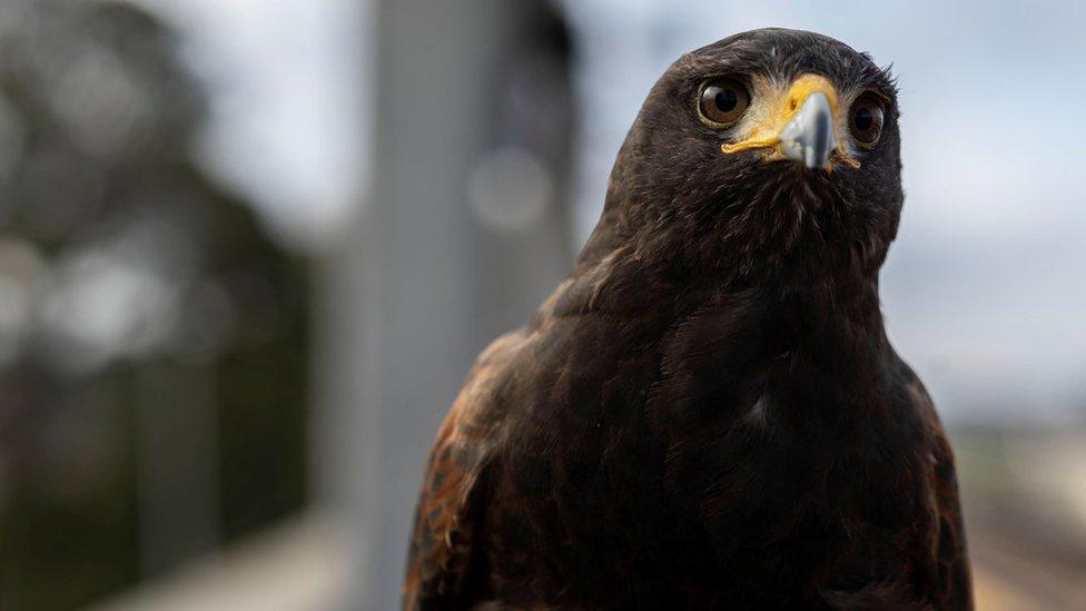 pac-man-harris-hawk