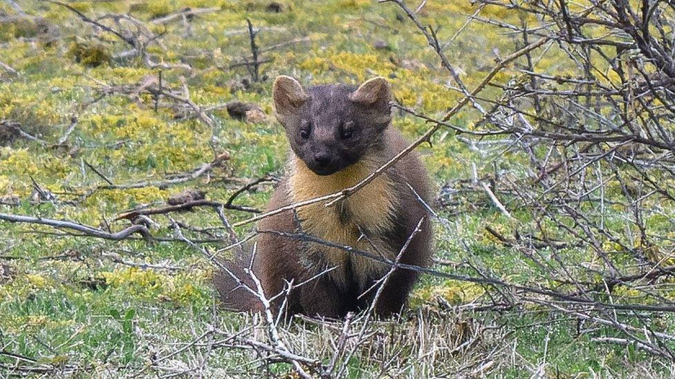 Pine marten pictured at Spurn National Nature Reserve