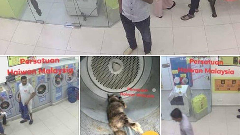 Collage of men in laundrette and dead cat in dryer