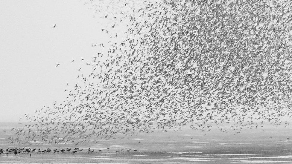 The display of knot in Norfolk only happens at very high tide during autumn or early spring.