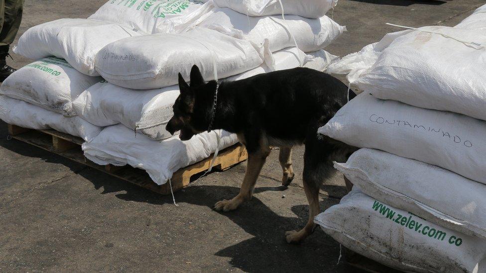 Colombian police drugs dog checks sacks