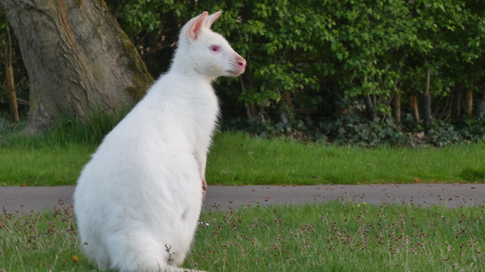 White wallaby