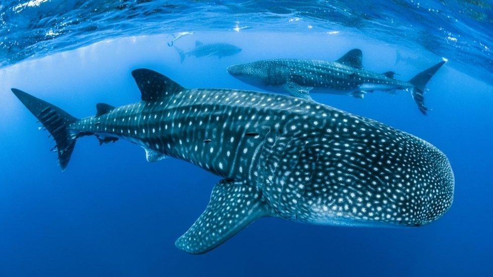 whale shark