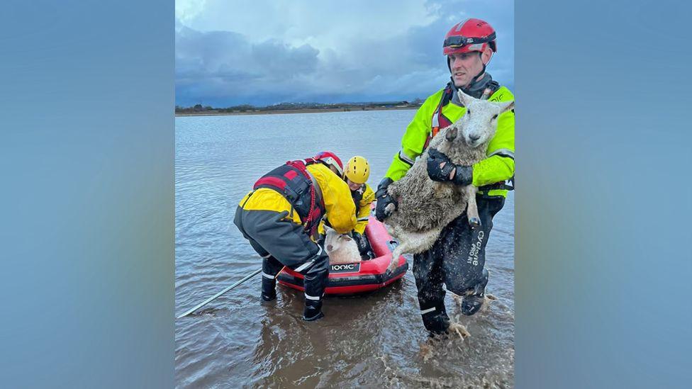 A firefighter is carrying a sheep out of the water as two other firefighters bring a sheep in on an inflatable raft.