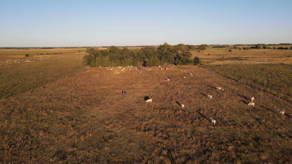 A field with cows