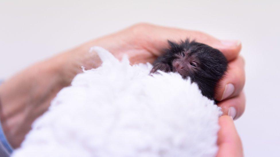 Baby black lion tamarin