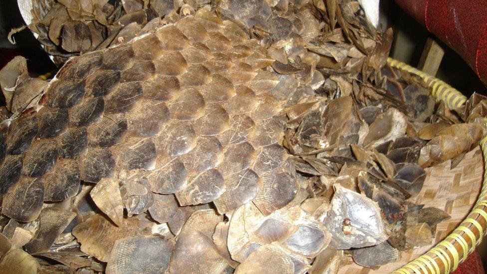 Pangolin scales intercepted on Borneo