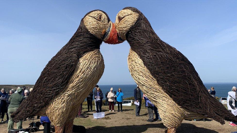 A photo of the puffins