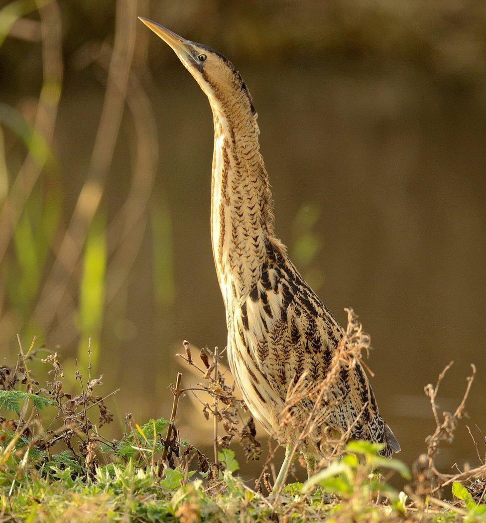 Bittern