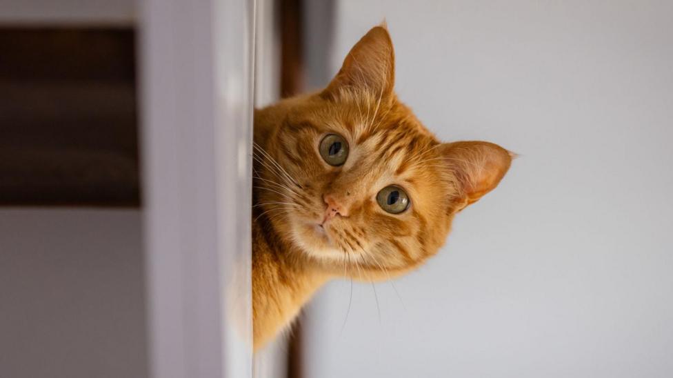 Rental searches for pet friendly properties drop after law change
