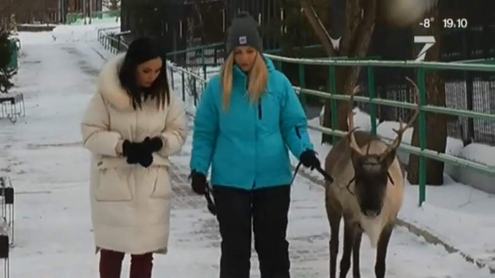 Reindeer at Russian Royev Ruchei zoo