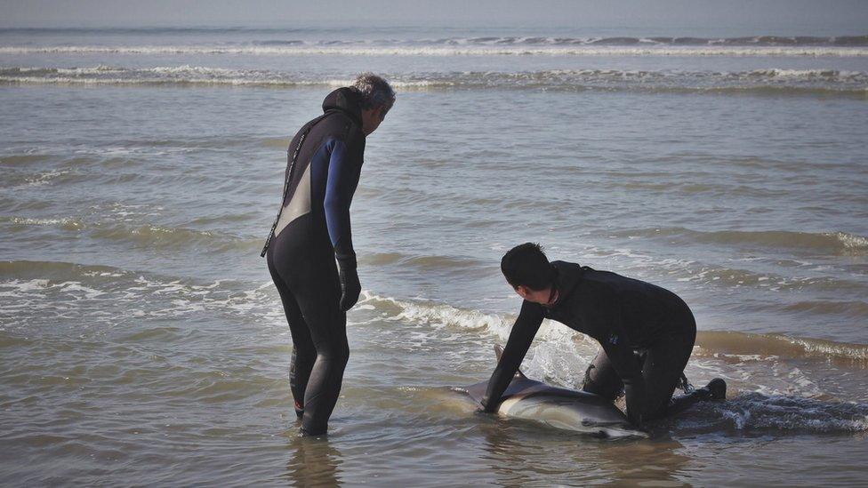 two surfers helping the dolphin