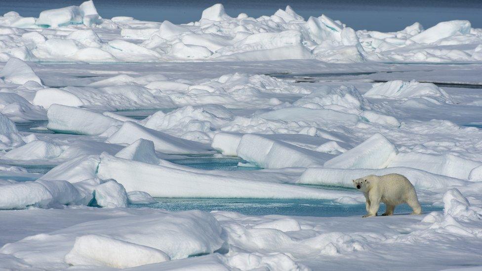 Image shows polar bear walking across ice