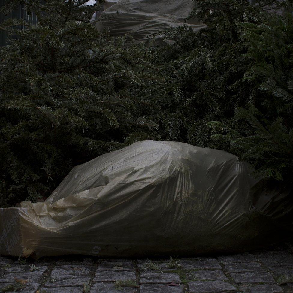 Trees covered with plastic sheeting