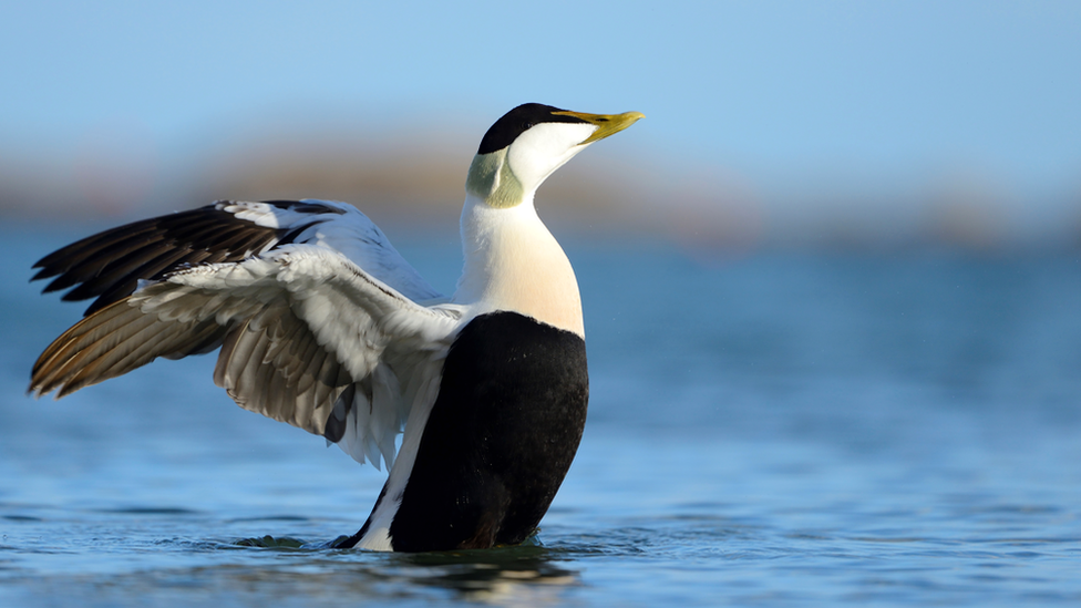 Eider duck