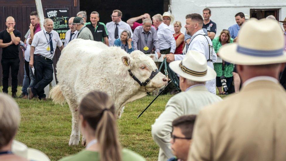 A entrant during the Great Yorkshire Show at the Great Yorkshire Showground in Harrogate, North Yorkshire.