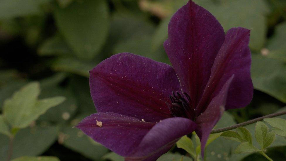 Guernsey Clematis